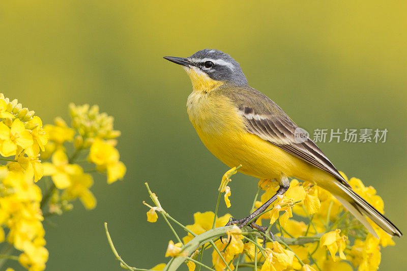 西黄瓦格尾 （莫塔西拉弗拉瓦） 油菜花